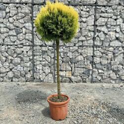  Thuja or. 'Comp. Aurea Nana' POMPON