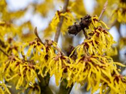 HAMAMELIS INT. ARNOLD PROMISE CLT. 12 Varázsmogyoró
