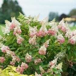 HYDRANGEA PANICULATA PINKY WINKY (R) CLT. 10 Hortenzia