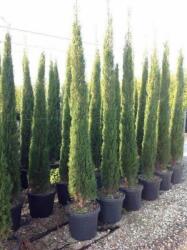  CUPRESSUS SEMPERV. PYRAMIDALIS CLT. 3 Piramisos örökzöld ciprus