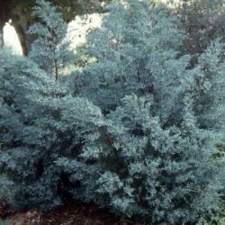 Juniperus virg. 'Grey Owl' LV18 boróka