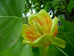 Liriodendron tu. CLT70 250/300