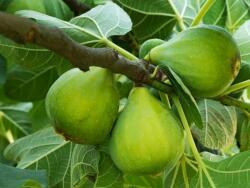 FICUS CARICA FIORONE BIANCO CLT. 10 HALF STANDARD Füge