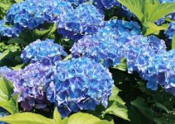 HYDRANGEA MACROPHYLLA MAMAN BLUE CLT. 10 Hortenzia
