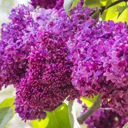 SYRINGA VULGARIS CHARLES JOLY CLT. 15 80/100 Orgona