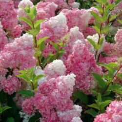  HYDRANGEA PANICULATA VANILLE FRAISE (R) CLT. 10 Hortenzia
