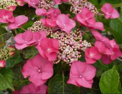  HYDRANGEA MACROPHYLLA ZORRO ROSA (R) CLT. 10 Hortenzia