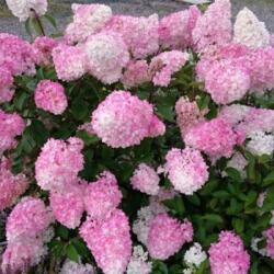 HYDRANGEA PANICULATA VANILLE FRAISE (R) CLT. 3 Hortenzia