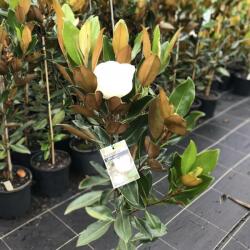 Magnolia GRANDIFLORA LITTLE GEM CLT. 10 Magnólia
