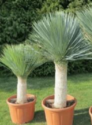 Yucca rostrata CLT20
