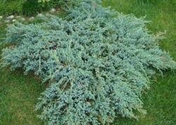 Juniperus sq. 'Blue Carpet' CLT10