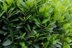 LAURUS NOBILIS CLT. 3 80/100 Nemesbabér
