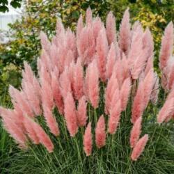 CORTADERIA SELLOANA PINK FEATHER CLT. 10 Rózsaszín pampafű