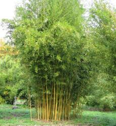 Bambusa aureos. 'Spectabilis' CLT35