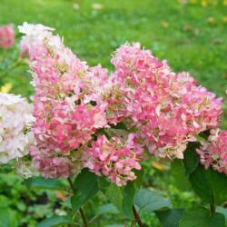 HYDRANGEA PANICULATA SUNDAE FRAISE (R) CLT. 3 Hortenzia