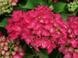 HYDRANGEA MACROPHYLLA HOT RED (R) CLT. 3 Hortenzia