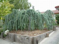 Cedrus atl. 'Glauca Pend. ' CLT70