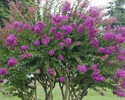 LAGERSTROEMIA IND. SUPERVIOLACEA LV 9 MINI STANDARD Selyemmirtusz