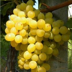  Vitis vinifera 'Palatina' CLT5