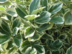  EUONYMUS JAP. PRESIDENT GAUTHIER LV 9 MINI STANDARD Japán kecskerágó