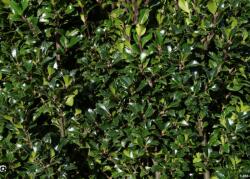  Ilex m. 'Heckenstar' CLT15 1/2T