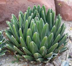 Agave victoriae 'Reginae' LV6