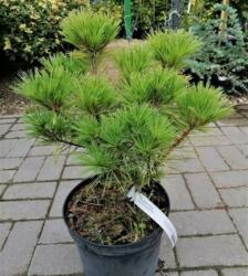Pinus strobus 'Minima' CLT10