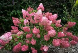 HYDRANGEA PANICULATA SUNDAE FRAISE (R) CLT. 10 Hortenzia