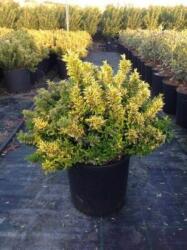  EUONYMUS PULCH. AUREOVARIEGATUS CLT. 15 BALL Kislevelű törpe kecskerágó