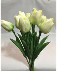 Tulipán krém-zöld
