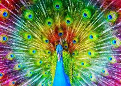 Enjoy 1251 - Colorful Peacock - 1000 db-os puzzle