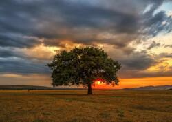 Enjoy 2065 - Leaves Eclipse - 1000 db-os puzzle (2065)