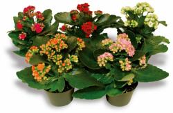 Kalanchoe korallvirág 10 cm-es cserépben
