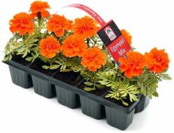 Oázis narancssárga bársonyvirág, 10 db (szállítás Március végétõl)