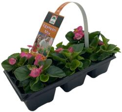 Oázis zöld levelű, rózsaszín virágú begónia, 10 db pakkban (szállítás Március végétõl)