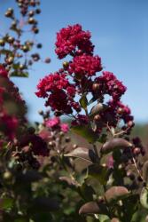  LAGERSTROEMIA DYNAMITE (R) LV 9 MINI STANDARD kínai selyemmirtusz