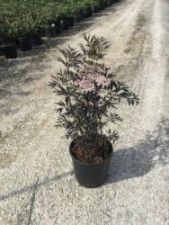 SAMBUCUS NIGRA BLACK LACE (R) CLT. 10 szeldelt bordó levelű bodza