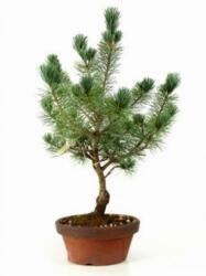 Pinus syl. CLT55 150/175 BONSAI erdeifenyõ