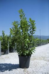  PRUNUS LAUROCERASUS NOVITA (R) CLT. 12 100/125 babérmeggy