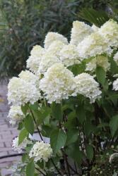  HYDRANGEA PANICULATA SKYFALL (R) CLT. 10 hortenzia