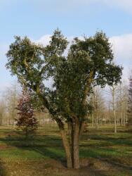 Quercus suber clt35 150/175 paratölgy