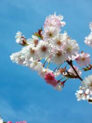  PRUNUS SUBHIRTELLA AUTUMNALIS CLT. 10 higan díszcseresznye