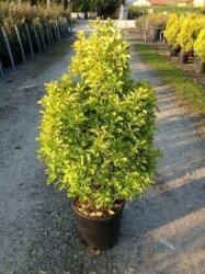  Euonymus jap. 'El. Aureus' LVQ 18 japán kecskerágó