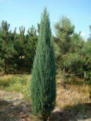 Juniperus virg. 'Blue Arrow' CLT18 virginiai boróka