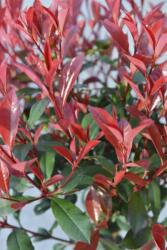 PHOTINIA X FRASERI CARRE' ROUGE LCI 40 MULTITRONCO korallberkenye