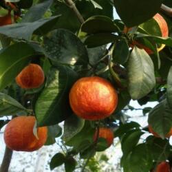 CITRUS SINENSIS ARCOBAL (R) LV 12 édes narancs