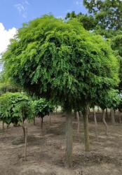  Robinia pse. 'Umbraculifera' CLT18 fehér akác