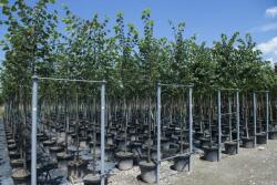 TILIA CORDATA GREENSPIRE CLT. 30 10/12 STANDARD kislevelű hárs