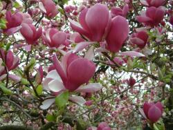 Magnolia soul. 'Rustica Rubra' CLT18 nagyvirágú liliomfa