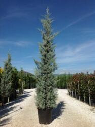  CUPRESSUS ARIZ. FASTIGIATA CLT. 30 200/250 arizónai ciprus